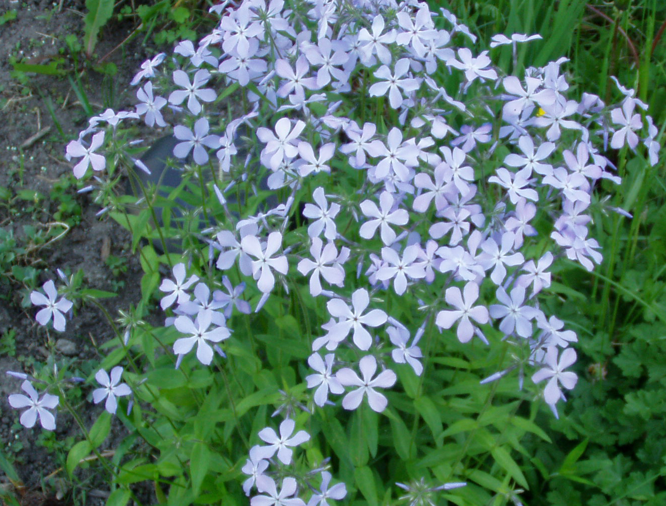 Світло не потрібно: 7 рослин, які полюбляють тінь